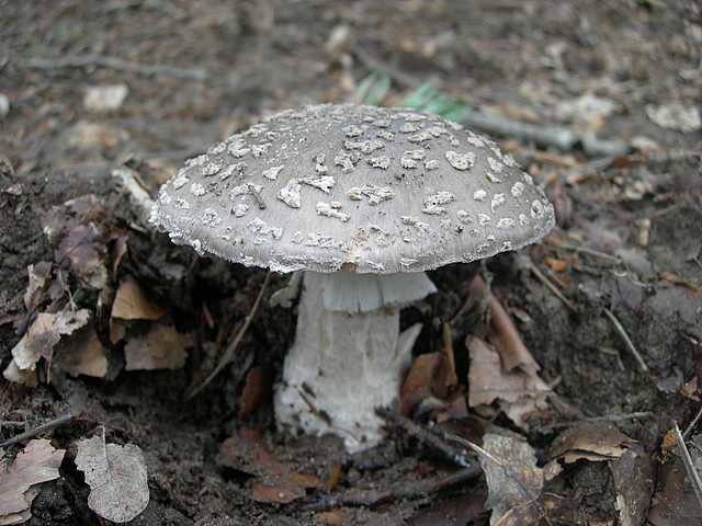 Primizie estive nel Jura francese